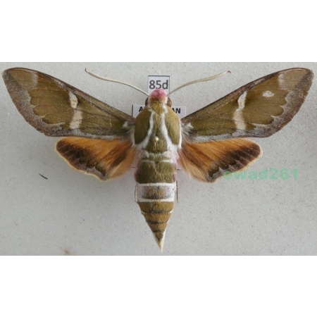 Rethera komarovi (Christoph, 1885) male Azerbaijan 67mm91d